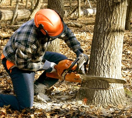 Tree Removal in Lava Hot Springs, ID